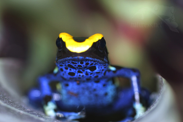 Dendrobates tinctorius,chov pralesniček,&scaron;&iacute;pov&eacute; ž&aacute;by