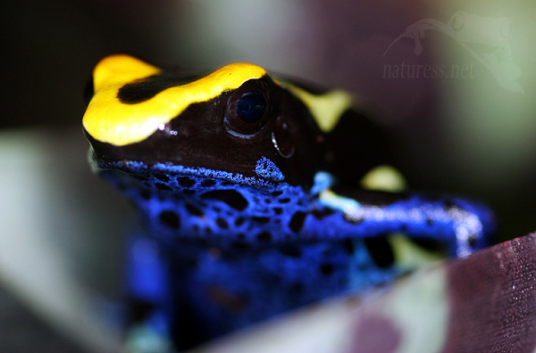 Dendrobates tinctorius,chov pralesniček,&scaron;&iacute;pov&eacute; ž&aacute;by