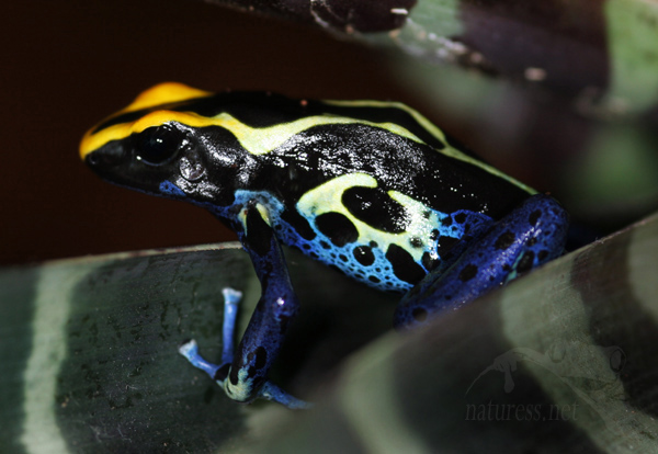 Dendrobates tinctorius,chov pralesniček,&scaron;&iacute;pov&eacute; ž&aacute;by