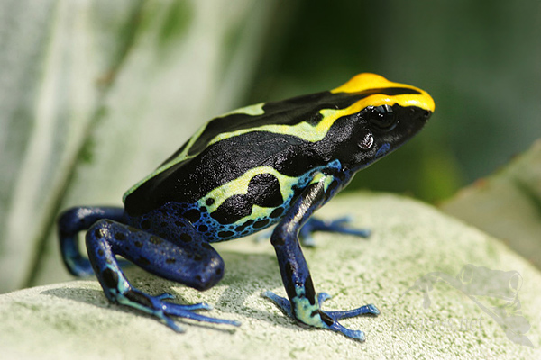 Dendrobates tinctorius,chov pralesniček,&scaron;&iacute;pov&eacute; ž&aacute;by
