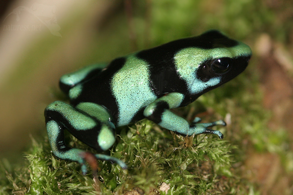 Dendrobates tinctorius azureus,  Phyllobates terribilis,  Adelphobates galactonotus ,Ranitomeya vanzolinii,  Dendrobates auratus,  Ranitomeya imitator,  Excidobates mysteriosus, Ranitomeya uakarii, Oophaga sylvatica,  Adelphobates castaneoticus, ,Ranitomeya amazonica,  Ranitomeya reticulata,  Oophaga pumilio, Oophaga pumilio, Ranitomeya fantastica,  Ranitomeya reticulata, Dendrobates truncatus, Dendrobates tinctorius, Phyllobates terribilis, Dendrobates auratus, Phyllobates bicolor,  Epipedobates anthonyi, Dendrobates tinctorius, Ranitomeya imitator,  Ranitomeya imitator,  Dendrobates tinctorius,  Dendrobates truncatus, ,
