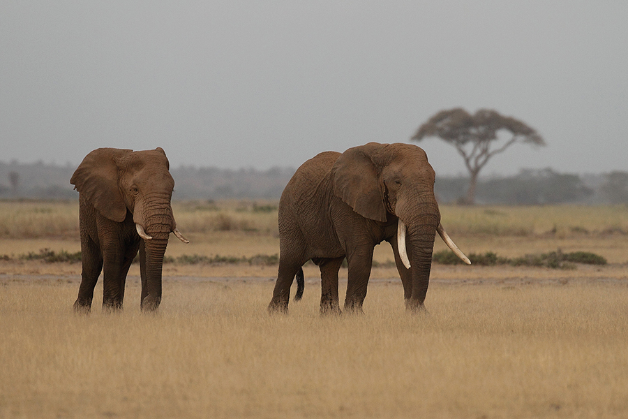 Národní park Amboseli - Amboseli National Park Kenya