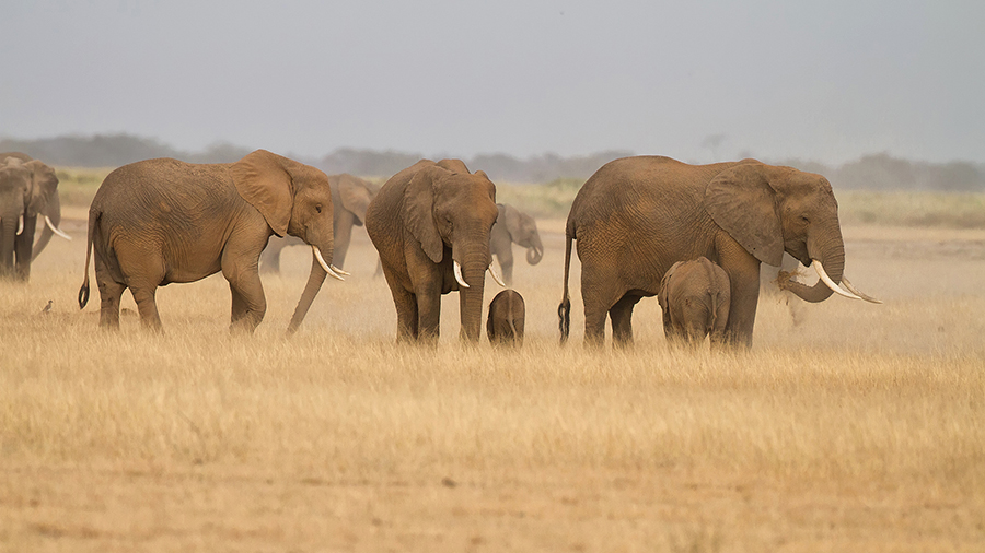 Národní park Amboseli - Amboseli National Park Kenya