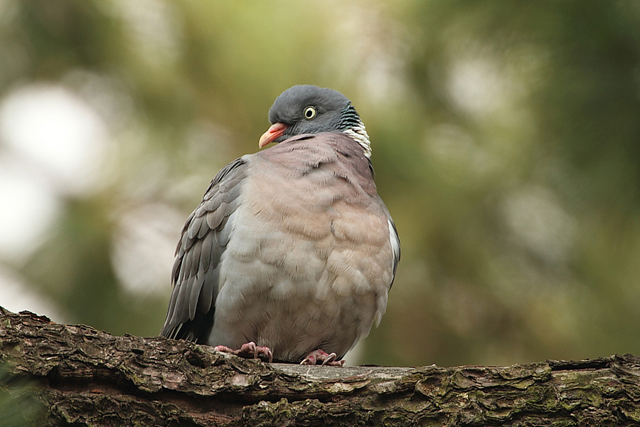 Holub hřivnáč (Columba palumbus)