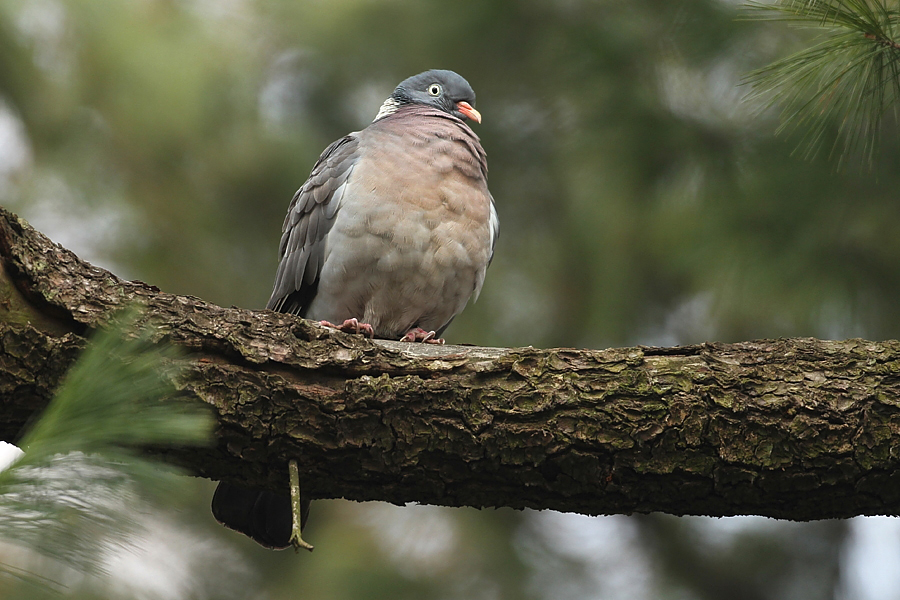 Holub hřivnáč (Columba palumbus)