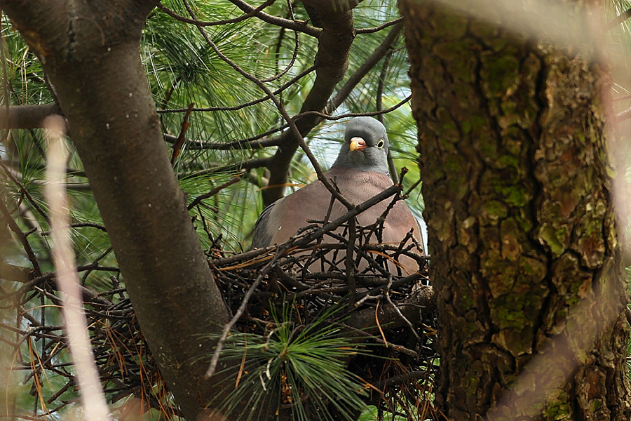 Holub hřivnáč (Columba palumbus)
