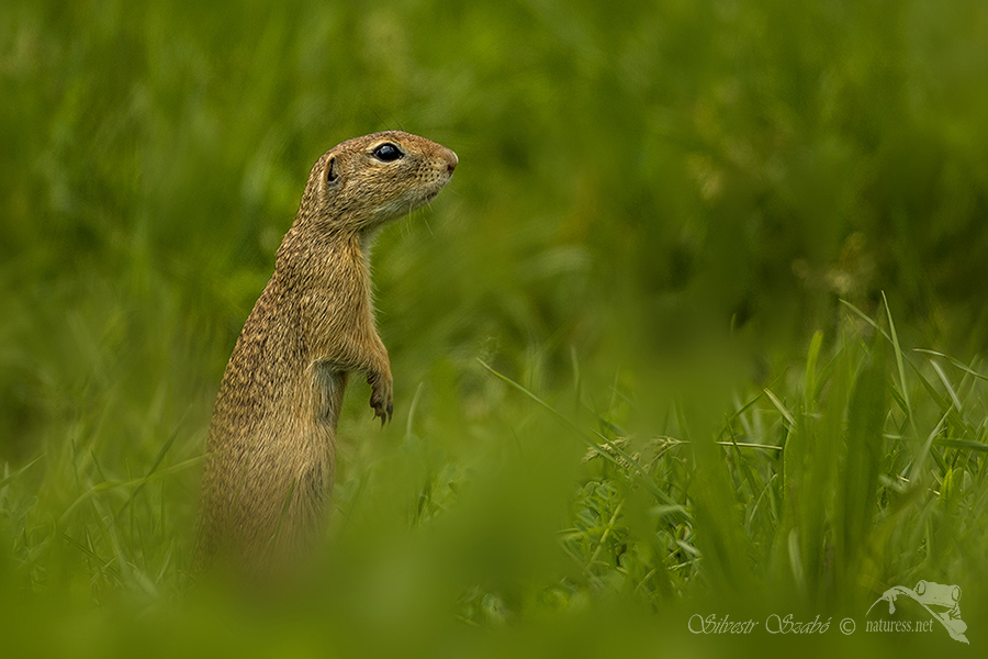 Sysel obecný (Spermophilus citellus)