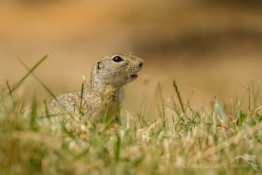 Sysel obecný (Spermophilus citellus)