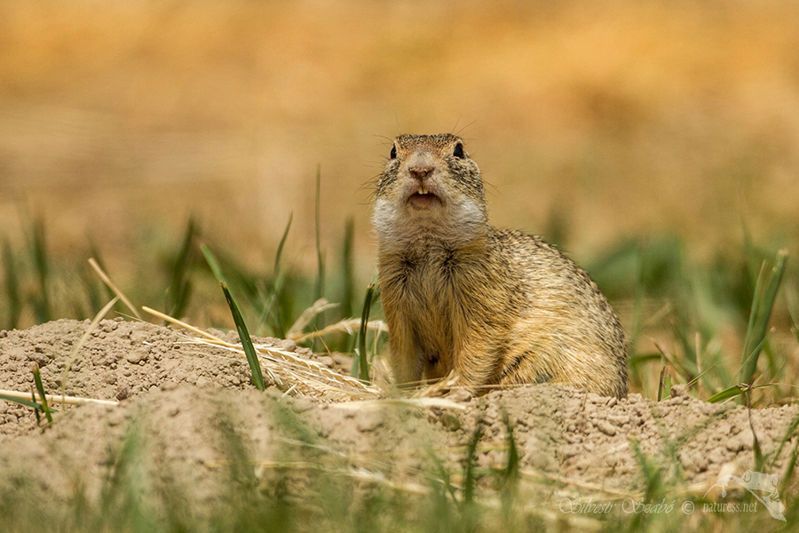 Sysel obecný (Spermophilus citellus)
