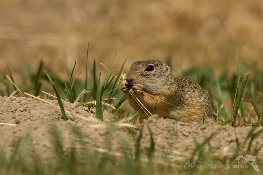 Sysel obecný (Spermophilus citellus)