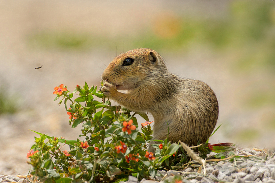 Sysel obecný (Spermophilus citellus)