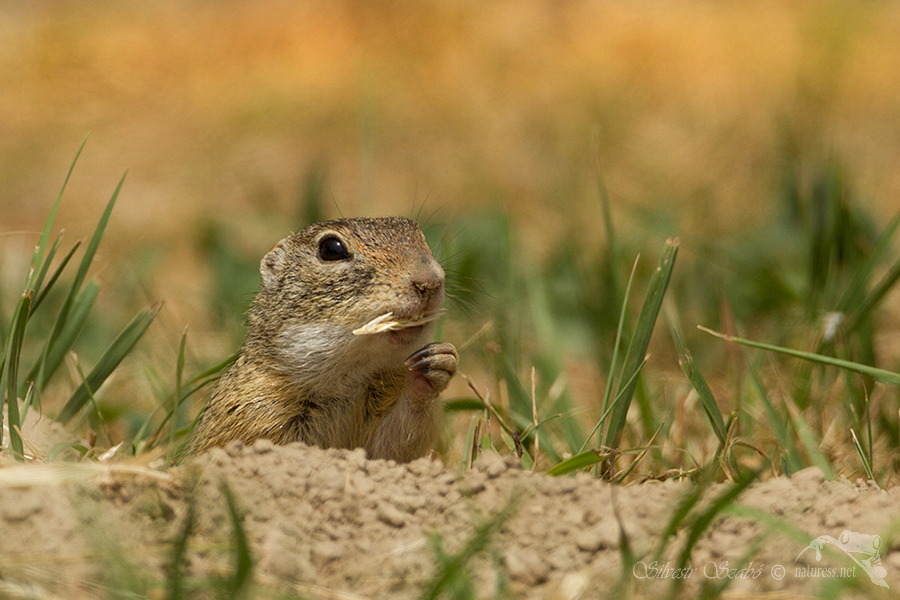 Sysel obecný (Spermophilus citellus)