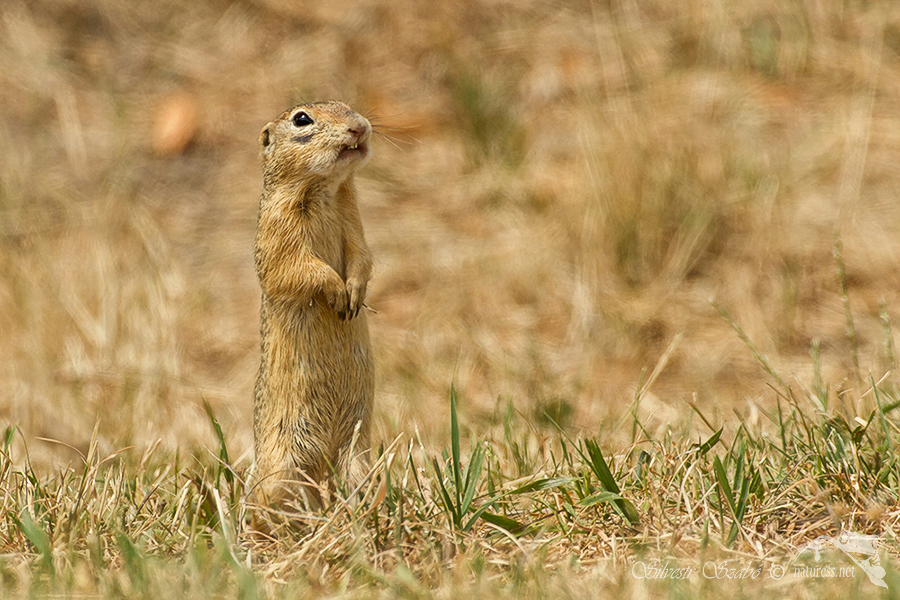 Sysel obecný (Spermophilus citellus)