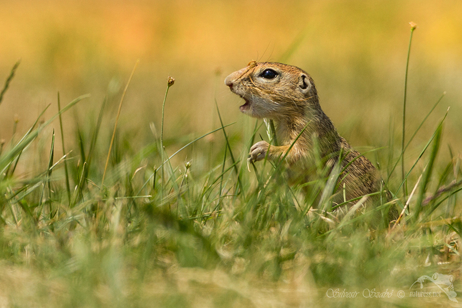 Sysel obecný (Spermophilus citellus)