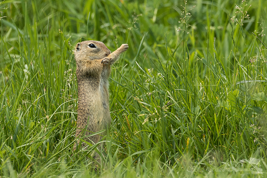 Sysel obecný (Spermophilus citellus)