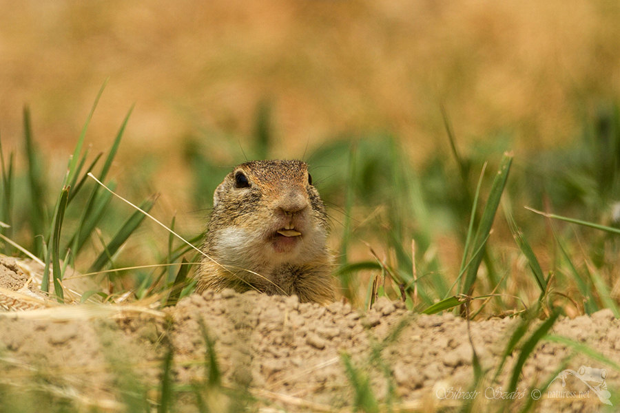 Sysel obecný (Spermophilus citellus)