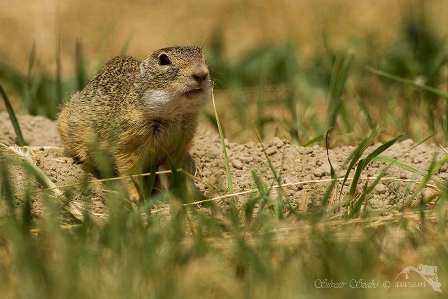 Sysel obecný (Spermophilus citellus)