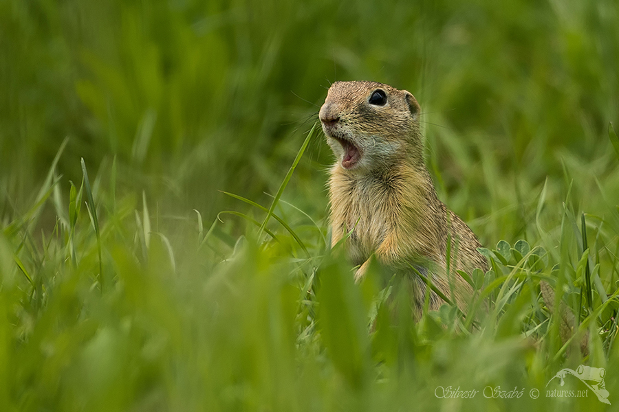 Sysel obecný (Spermophilus citellus)