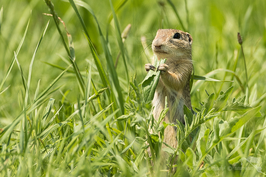Sysel obecný (Spermophilus citellus)