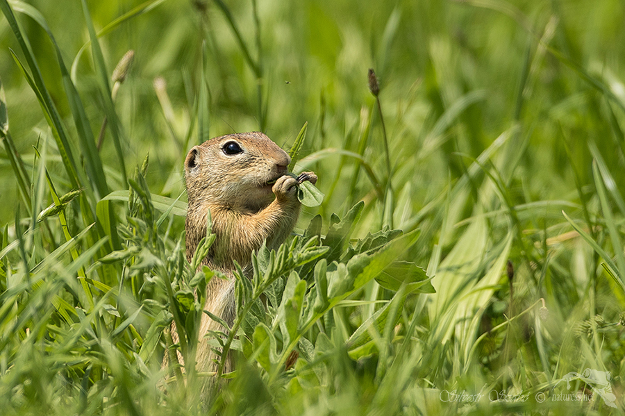 Sysel obecný (Spermophilus citellus)