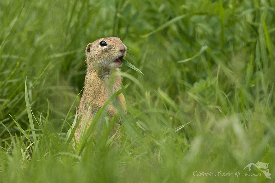 Sysel obecný (Spermophilus citellus)