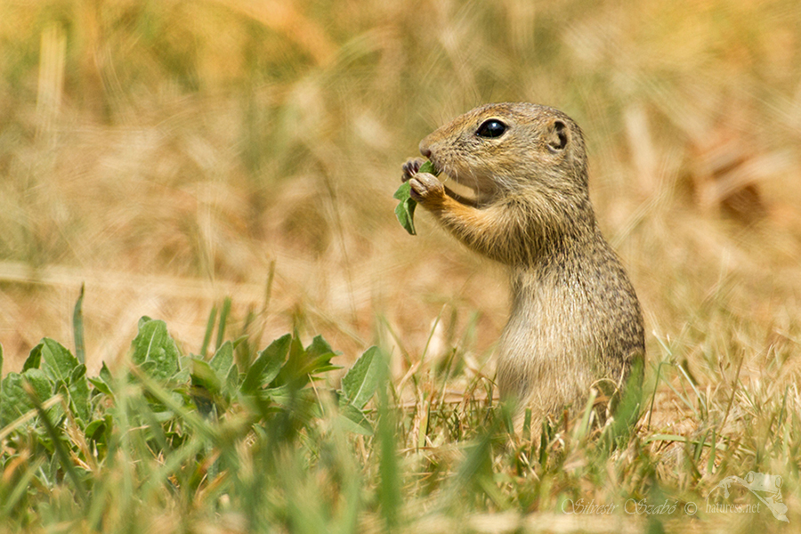 Sysel obecný (Spermophilus citellus)
