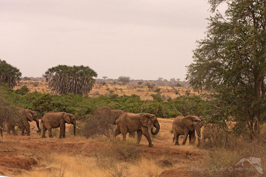 N&aacute;rodn&iacute; park Tsavo v&yacute;chod -Tsavo East 