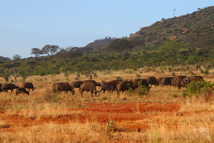 N&aacute;rodn&iacute; park Tsavo v&yacute;chod -Tsavo East 