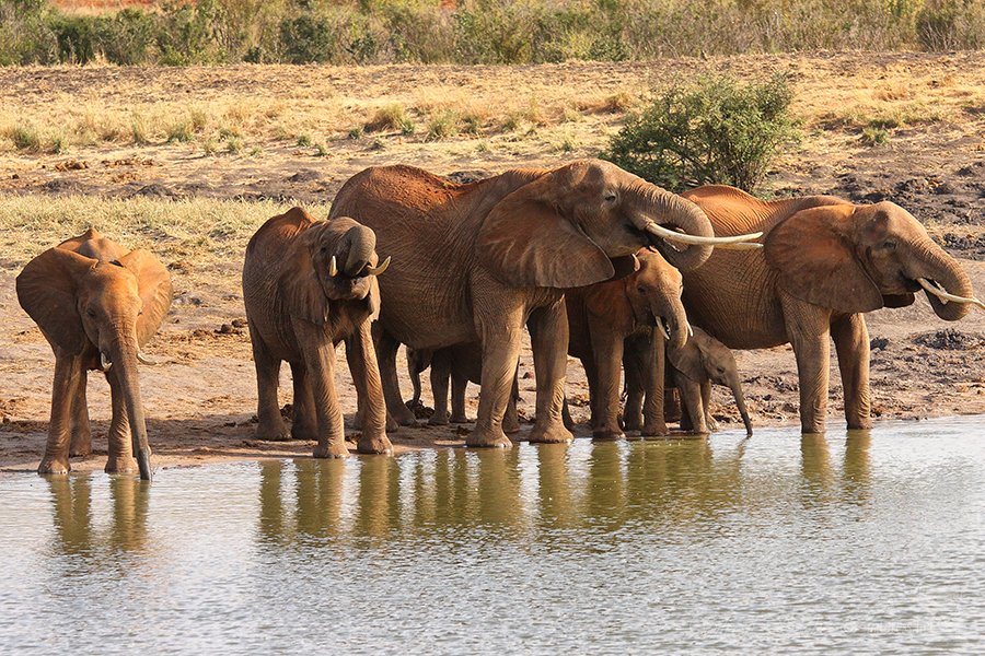 N&aacute;rodn&iacute; park Tsavo v&yacute;chod -Tsavo East National Park Kenya