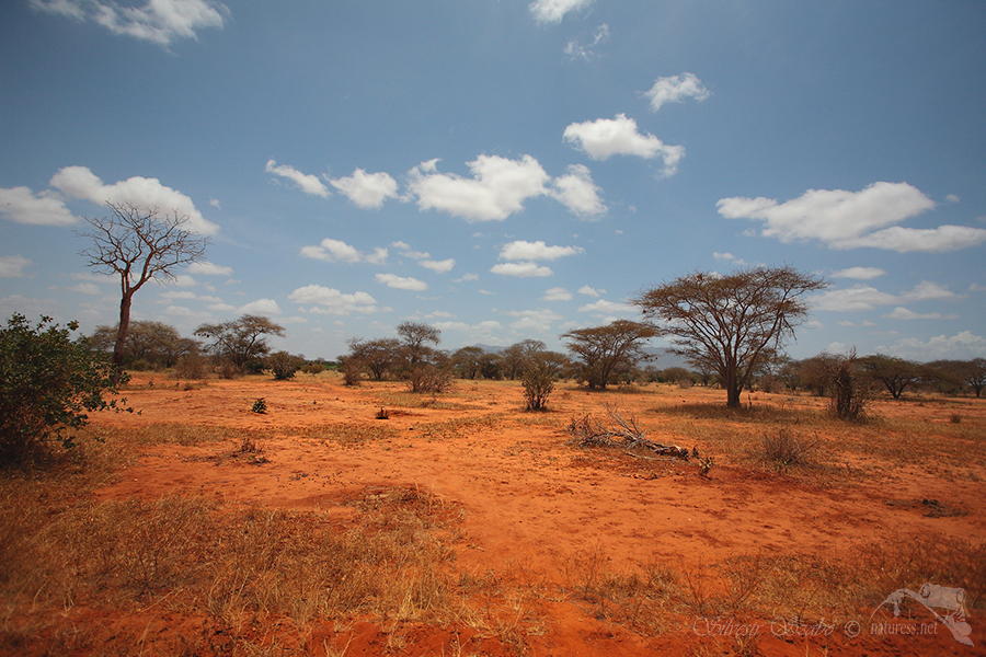 N&aacute;rodn&iacute; park Tsavo v&yacute;chod -Tsavo East National Park Kenya